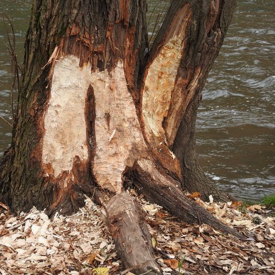 Bebrų apgraužtas medis šalia Vilnelės.