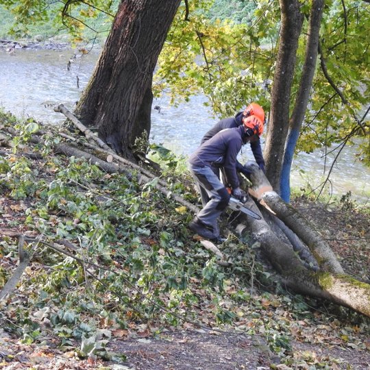 Du medkirčiai pjausto nukritusio medžio kamieną, vienas laiko medžio galą, kitas pjauna su benzininiu pjūklu. Jie stovi prie upės kranto. Darbininkai apsirengę pilkais šiltais drabužiais ir ant galvos turi raudonus šalmus.