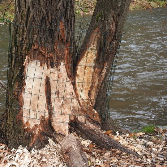 Bebrų apgraužtas medis apjuostas geležiniu tinklu. Šalia teka Vilnelės upė.