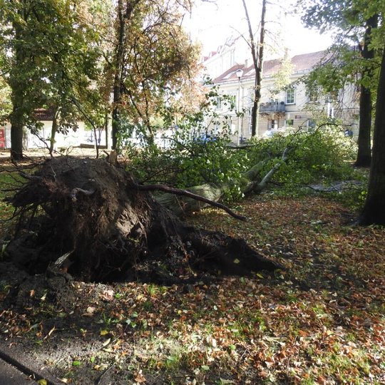 Išvirtęs medis su šaknimis Pilių parke.