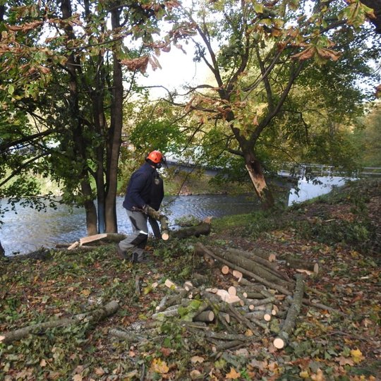 Medkirčiai krauna šakas į krūvą. Jie stovi netoli upės, už jų matosi baltas tiltas. Darbininkai apsirengę pilkais šiltais drabužiais ir ant galvos turi raudonus šalmus.