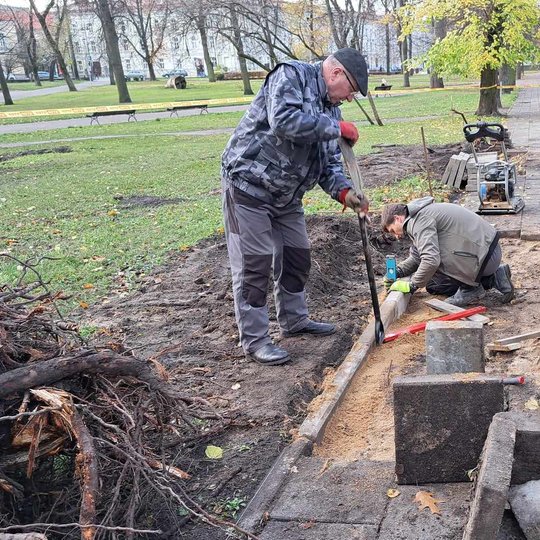 Tvarkomas šaligatvis, kuris buvo išverstas krentant kelmui.