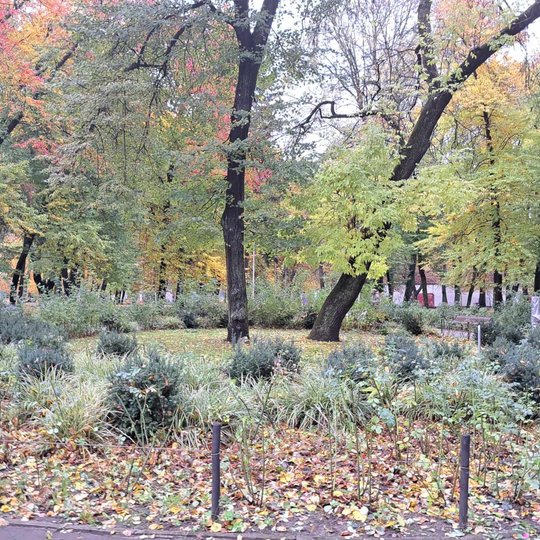 Nuotraukoje Pilių parkas. Priešais mus maža tvorelė, aptverianti gėlyną, kurio viduryje auga medis. Gėlynas be gėlių, nes nuotraukoje rudens sezonas ir visos gėlės nebežydi, tik auga pora krūmelių ir visur daug prikritusių geltonų, raudonų ir žalių lapų.