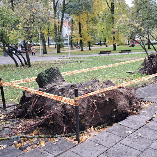 Vilniaus pilių parke, prie tako, guli vėjo išversti kelmai, aptverti stop juosta tarp keturių pagalių. Kelmai išvertė kelias plyteles ir žemę. Fone matosi parkas.