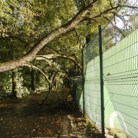 Nuotraukoje vaizduojamas Vilniaus pilių parke nulūžęs medis per takelį. Medis takelio neliečia, nes yra atsirėmęs į tvorą, kuri stipriai apgadinta medžio šakų.