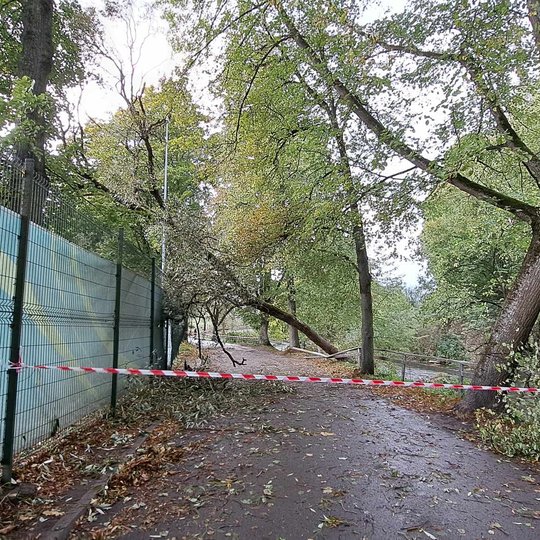 Takas yra aptvertas įspėjamąja baltai raudona juosta. Kiek toliau matomas nuvirtęs medis, kurio viršūnė yra įstrigusi tvoroje.