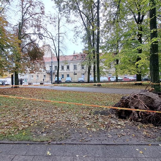 Vilniaus pilių parke, ant nukritusiais lapais išklotos žolės, guli vėjo išverstas kelmas. Kelmas aptvertas stop juosta tarp dviejų medžių. Fone matosi medžiai, pastatas.