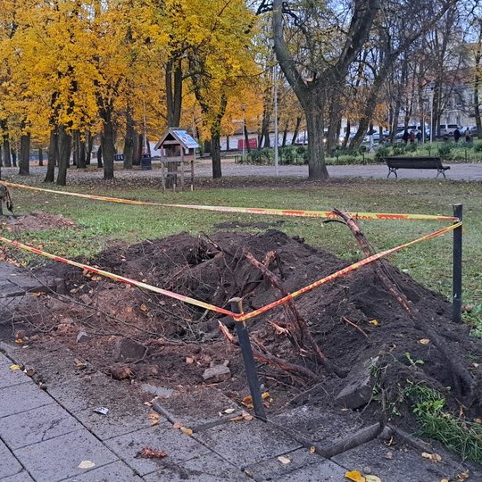 Aptverta išrautų kelmų vieta Pilių parke.