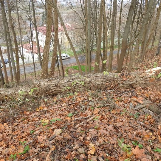 Audros nulaužtas medis Kreivosios pilies teritorijoje.