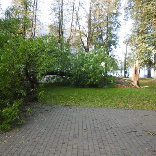 Nuotrauka vaizduoja ant parke esančio takelio nuvirtusį medį.