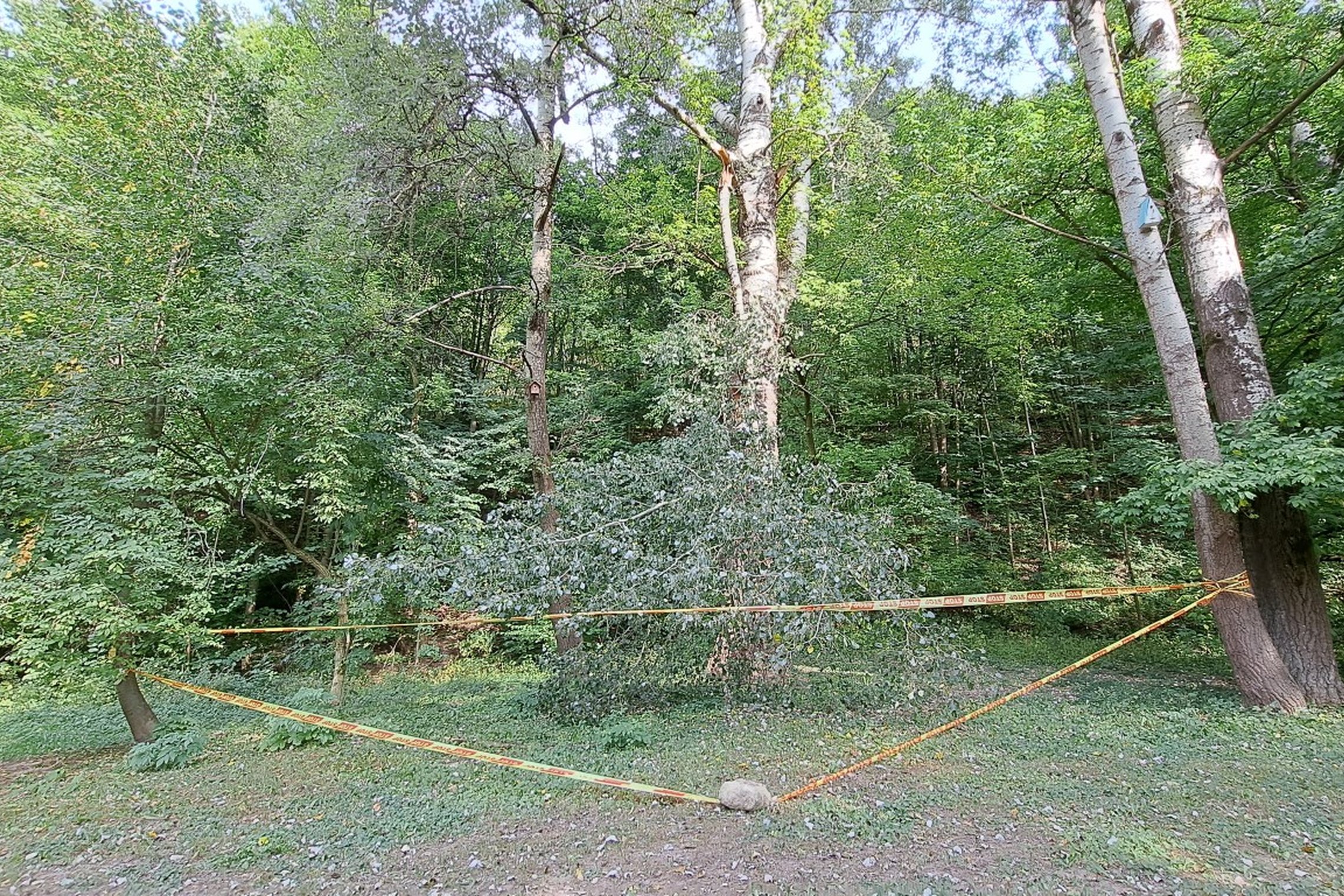 Aptverta nulūžusi medžio šaka prie Altanos kalno, Vilnios upės krante.