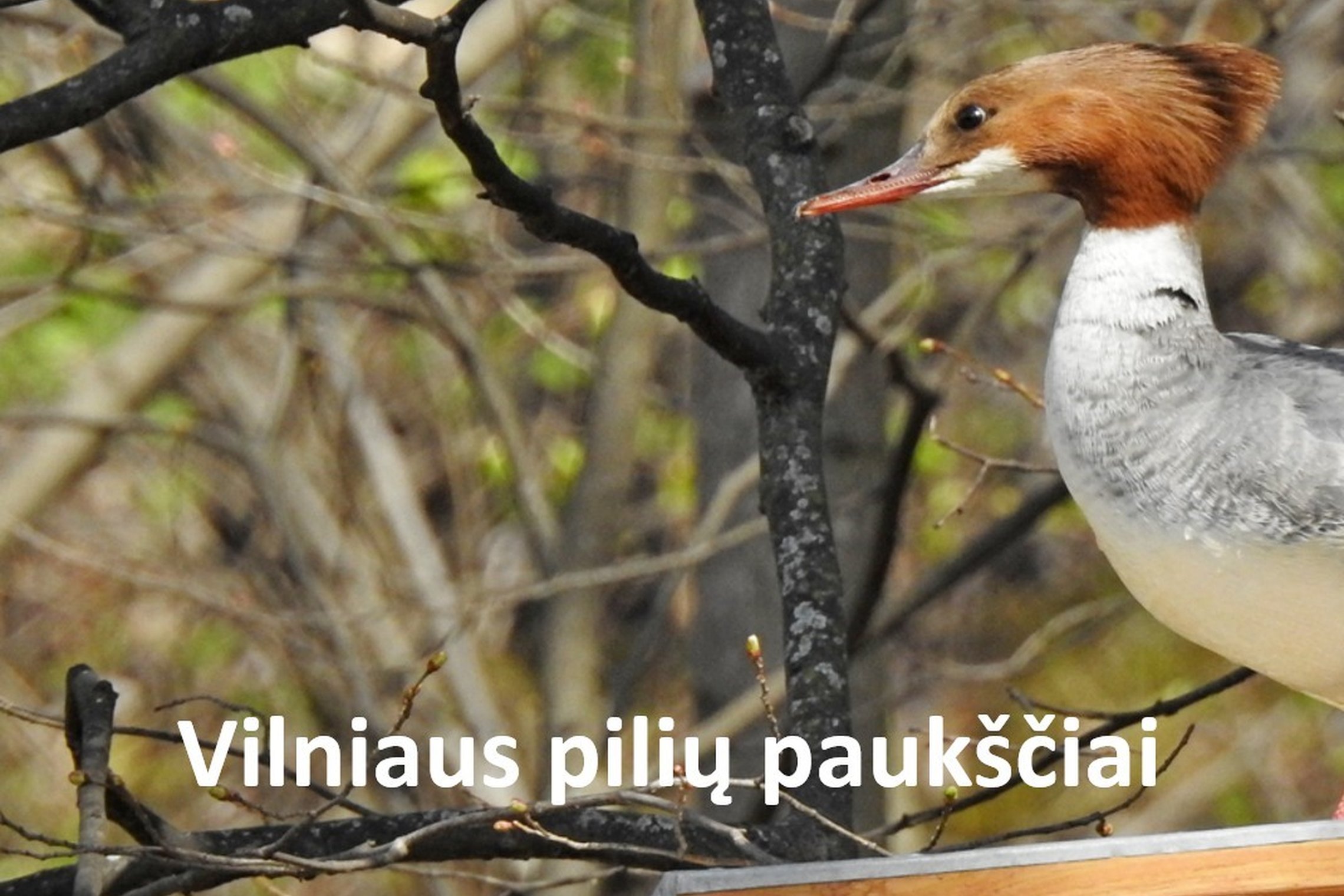 Nuotraukoje antis, tupinti medžių fone ant inkilo. Nuotraukoje yra užrašas "Vilniaus pilių paukščiai".