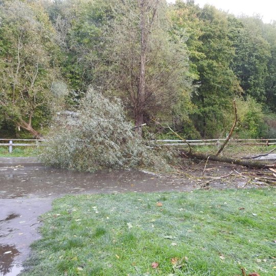 Nuotraukoje matome medį, kuris buvo išverstas dėl audros. Medis guli skersai kelio, dešinėje kelio pusėje yra didelė bala. Už kelio matomas tankus miškas.