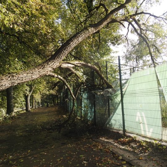 Nuotraukoje vaizduojamas nulūžęs medis per parko takelį, bet medžio šakos stipriai remiasi į kairėje pusėje stovinčią, apgadintą tvorą. Tvora medį stabdo nuo kritimo ant žemės. Šis nulūžęs medis yra vėtros padarinys Vilniaus pilių parke.
