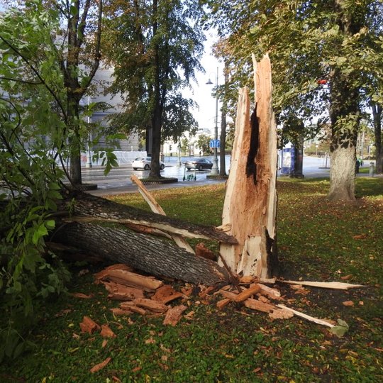 Nuotrauka vaizduoja parke nukritusį medį. Medis yra nukritęs ant žolės, bet dalis jo kamieno dar vis stovi. Aplinkoje matosi keli stovintys medžiai, o už jų gatvė su važiuojančiais automobiliais.