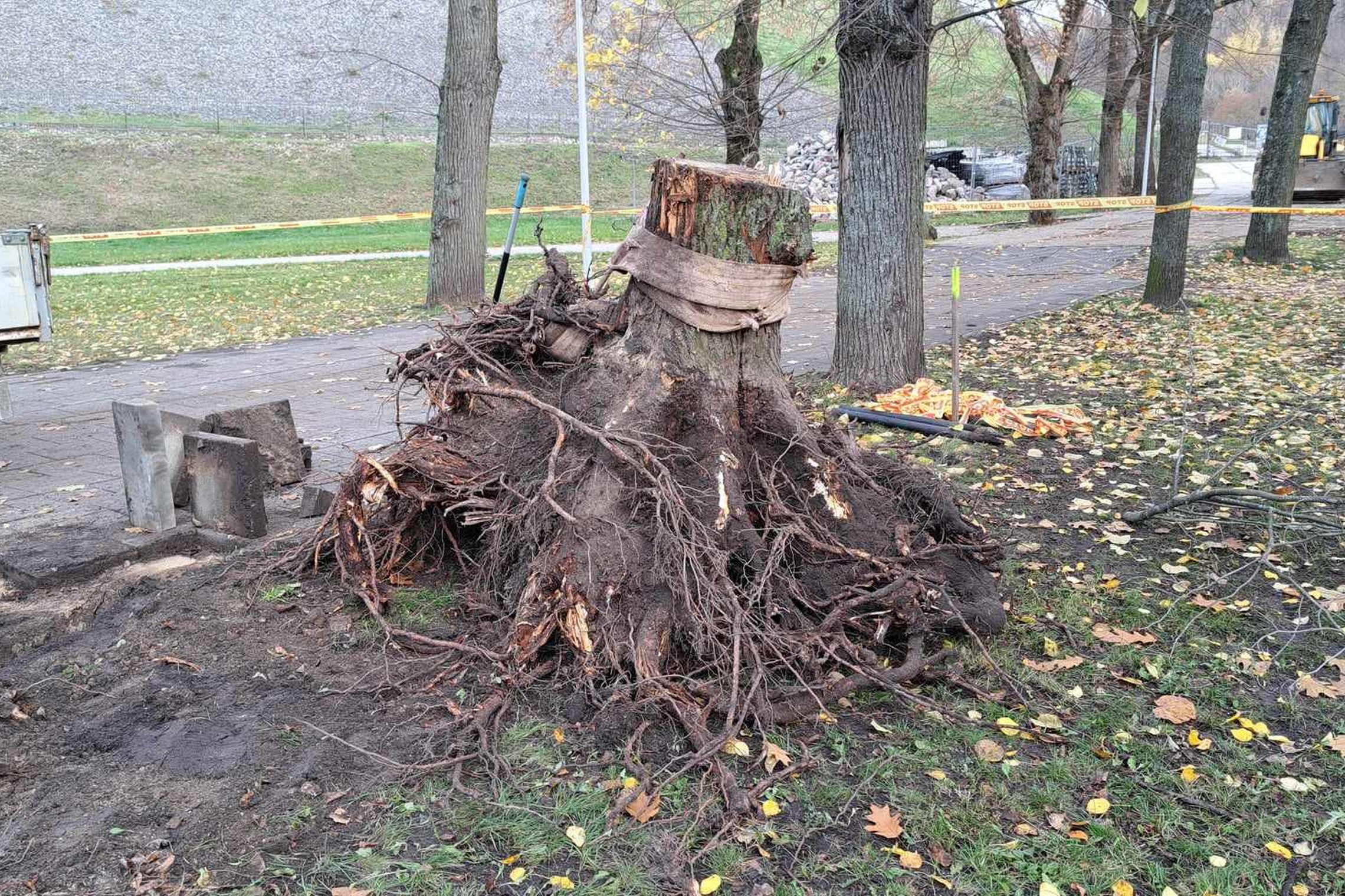 Išrautas kelmas Pilių parke. Aplink jį apsukta trūkusi virvė.
