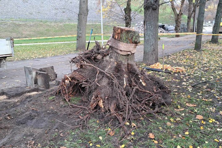 Išrautas kelmas Pilių parke. Aplink jį apsukta trūkusi virvė.