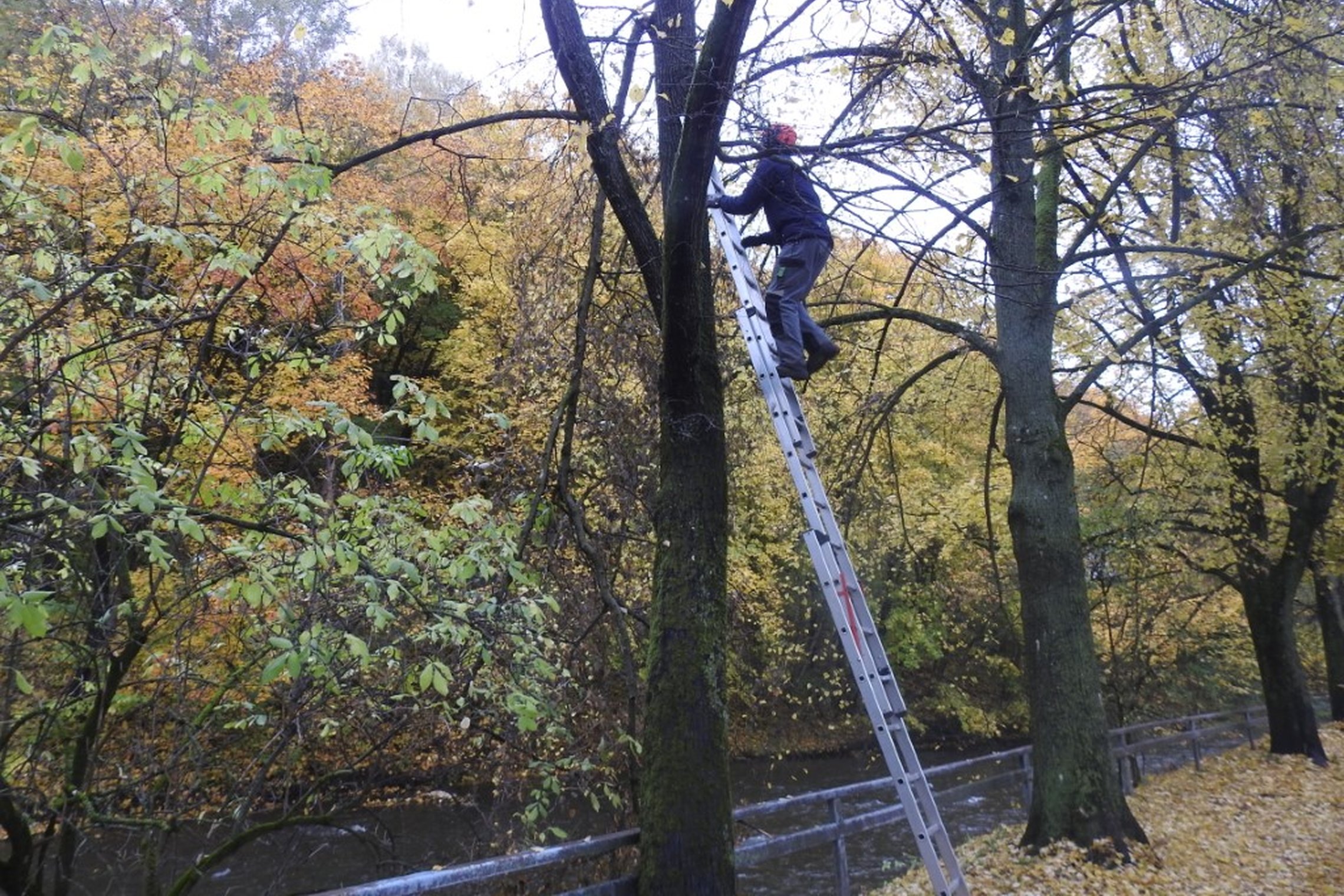 Medkirtys aukštai lipa kopėčiomis į medį, esantį prie Vilnios pakrantės, kurią juosia medžiai, liepsnojančiomis rudeniu, oranžinėmis viršūnėmis.