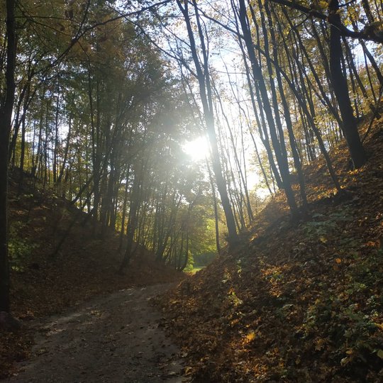 Tuščias Didžiosios Griovos takas. Kalnų šlaituose medžiai, ant žemės nukritę gelsvi lapai. Pro medžius šviečia saulė.