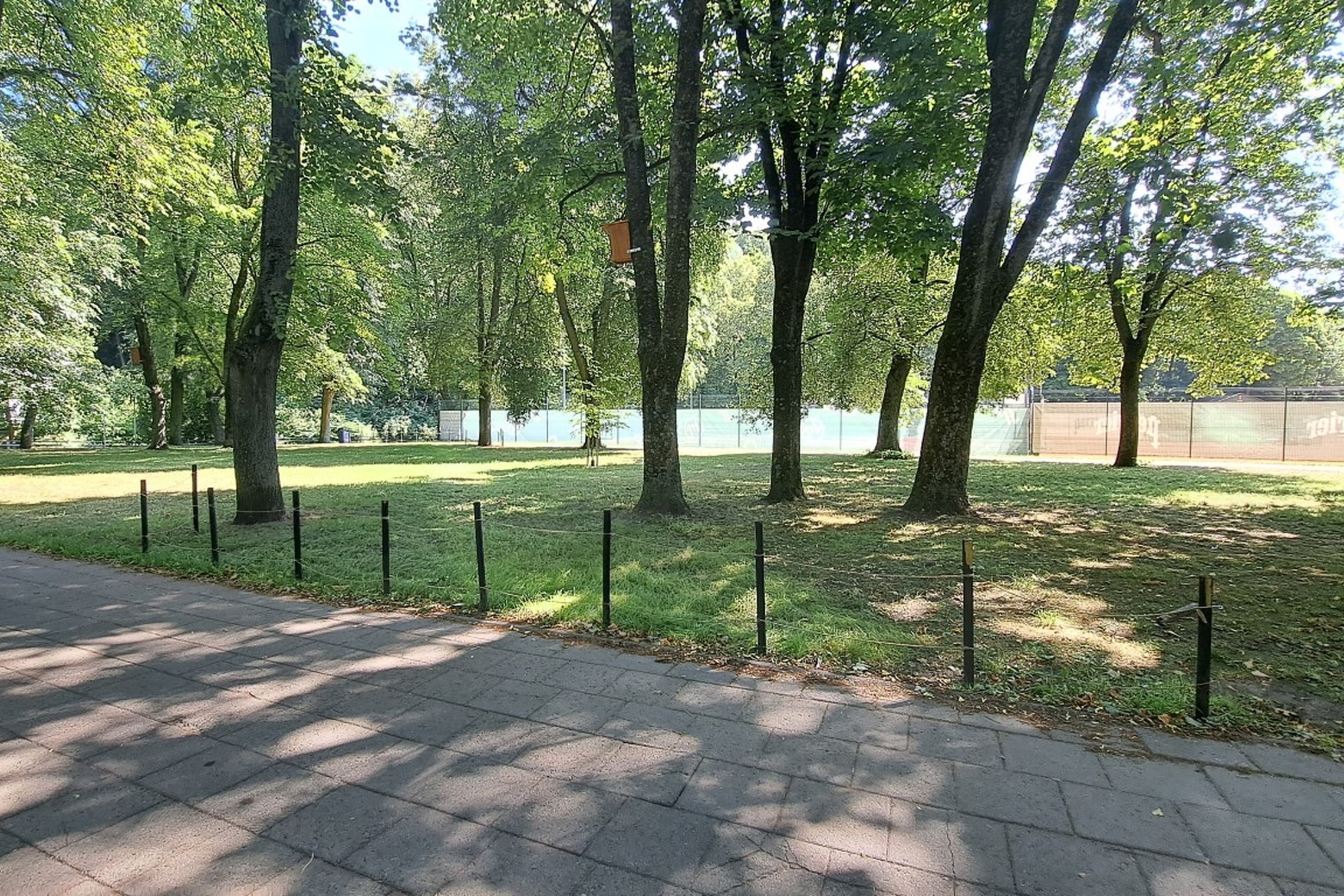 Sudygusi veja Pilių parke džiugina šviesiai žaliais daigeliais.