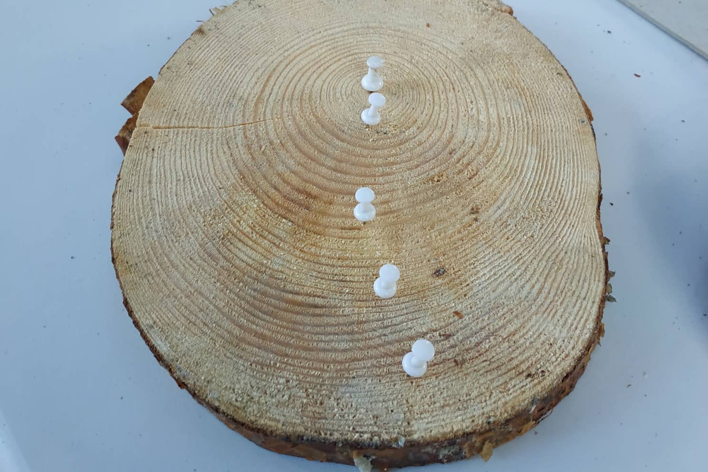Ant stalo padėta medžio rievė su susmeigtais baltais smeigtukais.