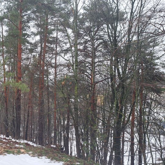 Liko tik medžio skiedros, vietoje, kur buvo nulūžusi pušies šaka. Ji susmulkinta ir išvežta perdirbimui.