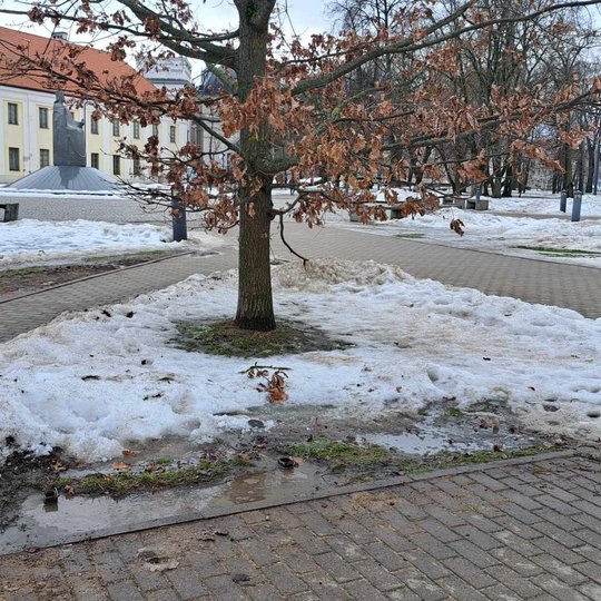 Vieta, kur stovėjo lauko suolas Mindaugo skvere, po ąžuolu. Darbininkai pažadėjo lauko suolo vietą užlyginti.