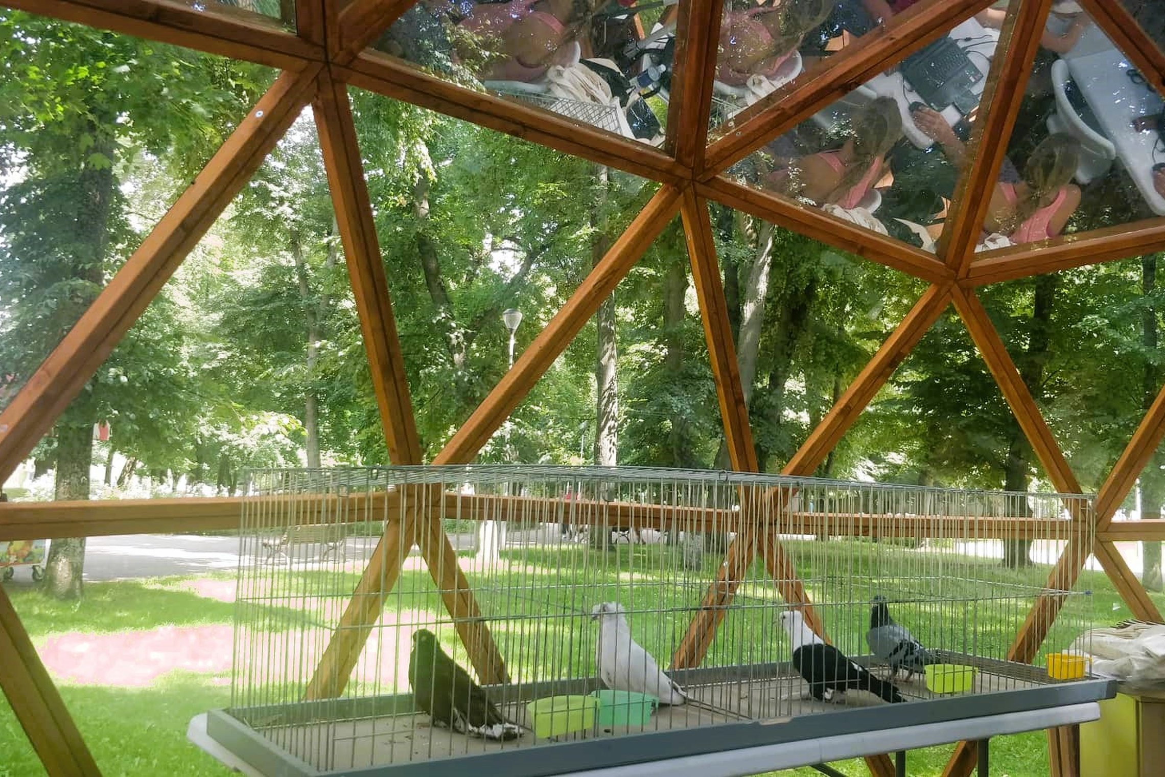 Dailūs balandžiai geležiniuose narveliuose, Vilniaus pilių kupole. Keturi balandžiai įvairių veislių.