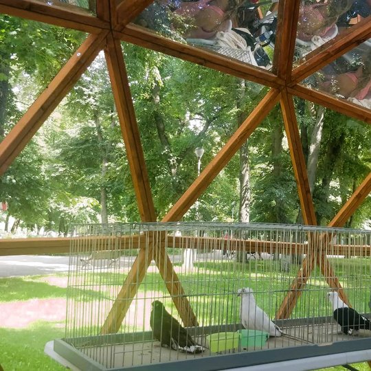 Dailūs balandžiai geležiniuose narveliuose, Vilniaus pilių kupole. Keturi balandžiai įvairių veislių.