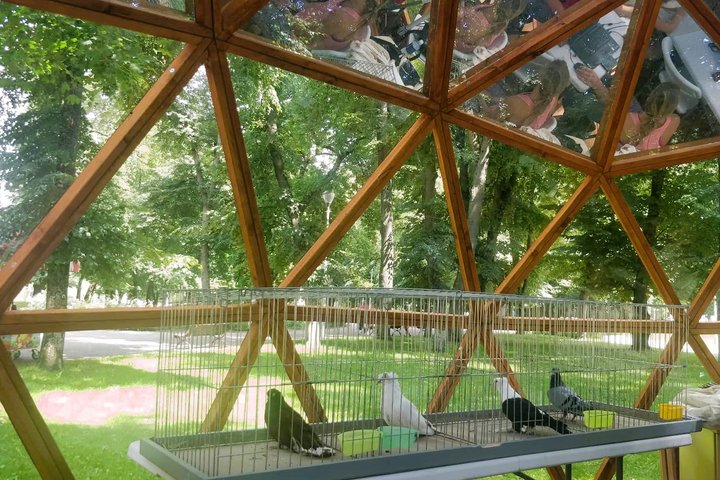 Dailūs balandžiai geležiniuose narveliuose, Vilniaus pilių kupole. Keturi balandžiai įvairių veislių.