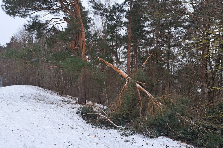 Nulūžusi pušies šaka ant Stalo kalno. Laimei, medyje esantis inkilas liko sveikas.