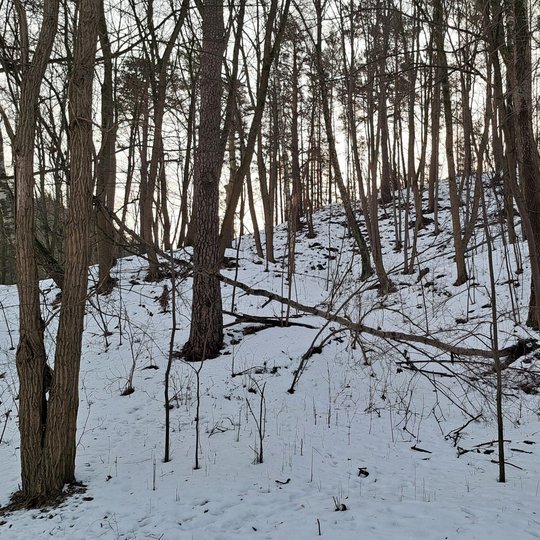 Nuvirtęs medis Bevardžio kalno papėdėje.