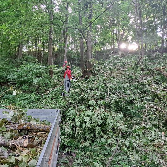 Daug darbo atsirado nuvirtus medžiui Altanos kalno šlaite.
