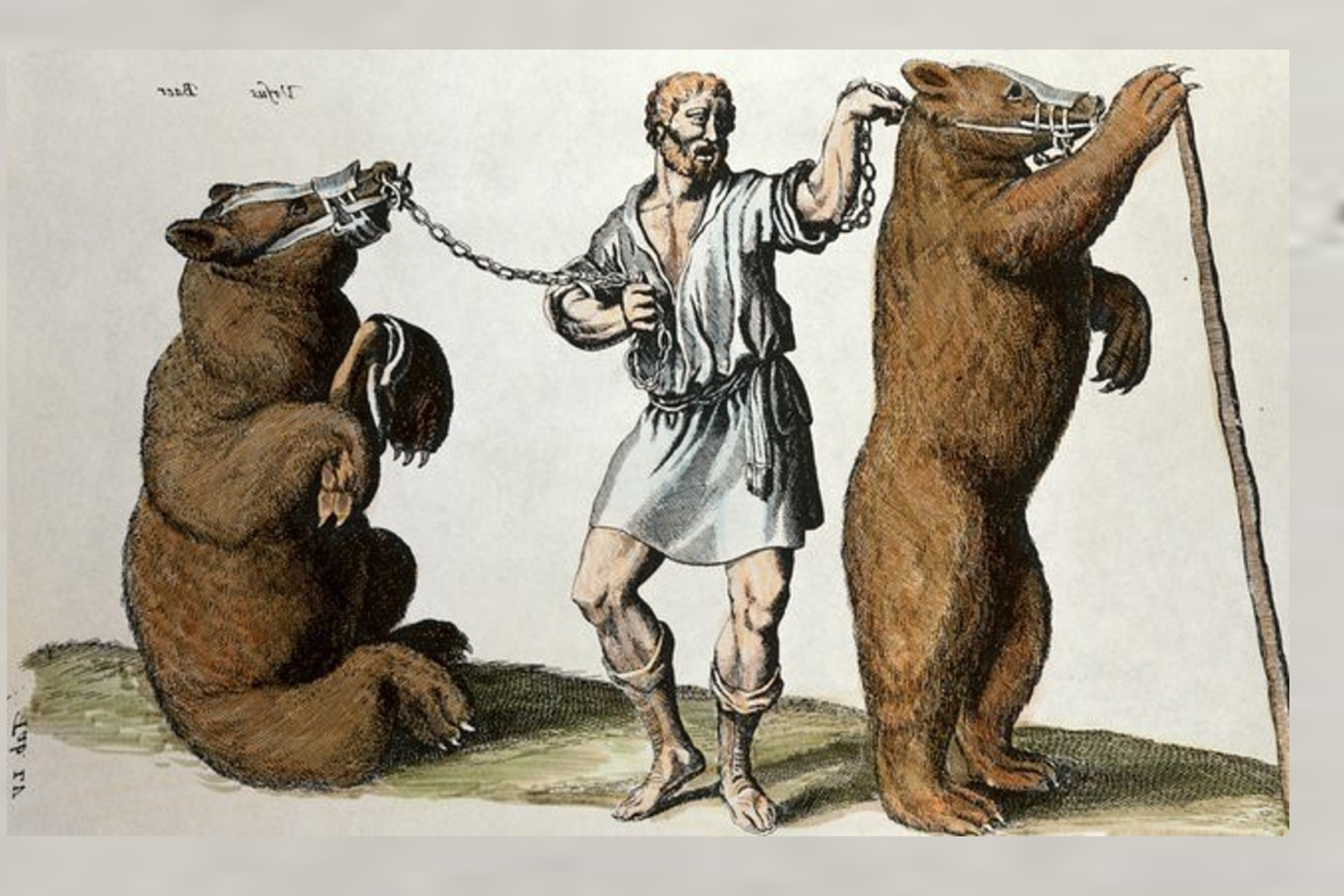 Meškų dresuotojas. Jonstonus 1650.