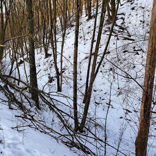Pakibęs medis Didžiojoje griovoje.