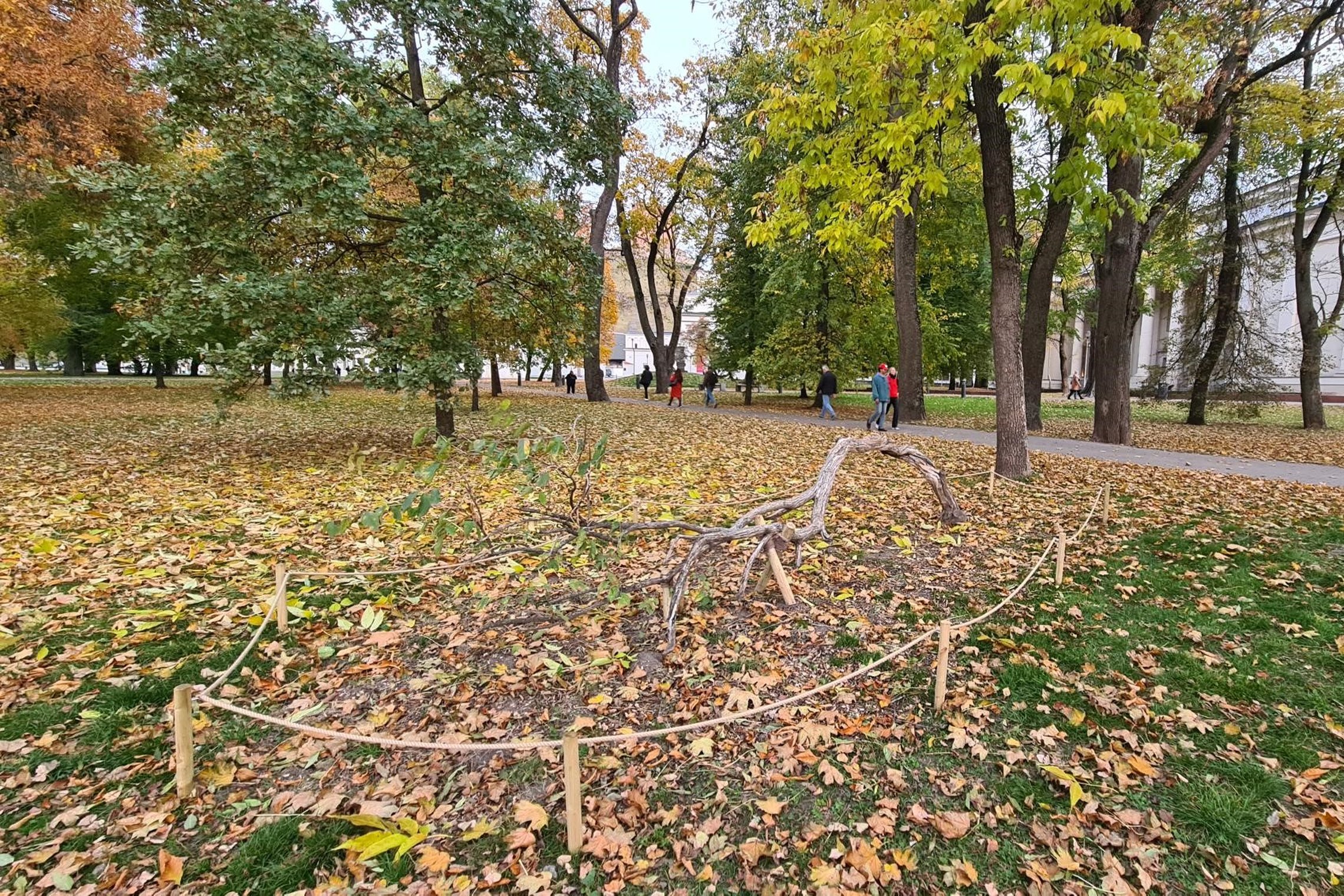 Nuotraukoje matome šalia Vilniaus Arkikatedros bazilikos esantį parką, kuriame auga jazminas. Krūmas yra aptvertas tvorele, kuri yra padaryta iš virvės ir medinių stulpelių. Jazminas taip pat yra paramstytas mediniu kuolu..