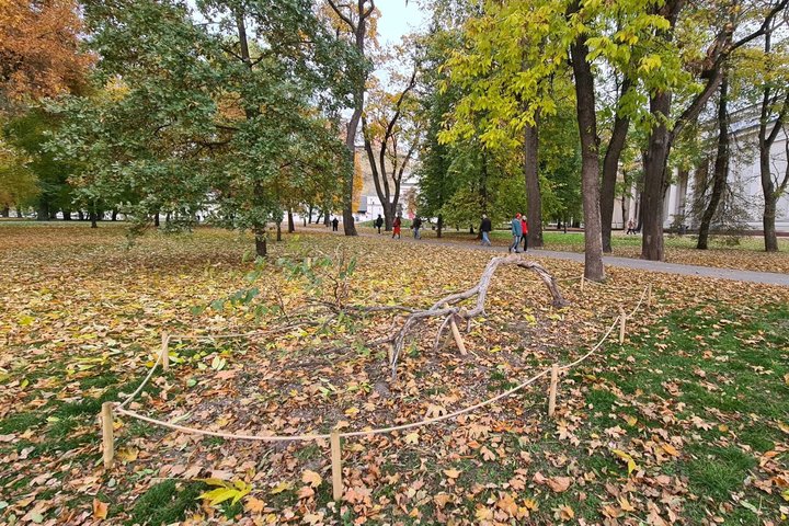 Nuotraukoje matome šalia Vilniaus Arkikatedros bazilikos esantį parką, kuriame auga jazminas. Krūmas yra aptvertas tvorele, kuri yra padaryta iš virvės ir medinių stulpelių. Jazminas taip pat yra paramstytas mediniu kuolu..