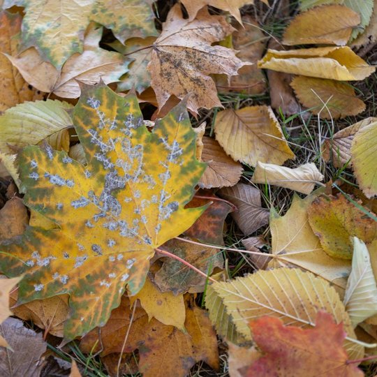 Iliustracija