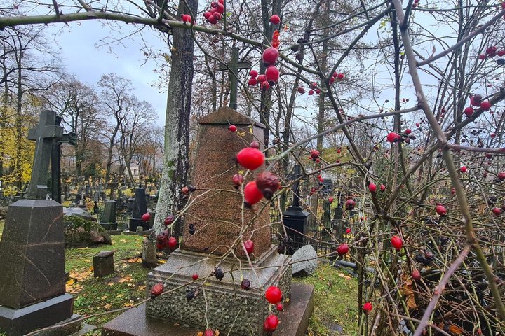 Nuotraukoje stambiu planu yra užfiksuotos įvairios formos raudonos ir violetinės spalvos uogytės, augančios ant krūmo, kuris yra numetęs lapus, kadangi iš nuotraukos galima matyti, jog yra šaltas metų laikas. Už krūmo šakų ir uogų matosi kapinės su įvairi