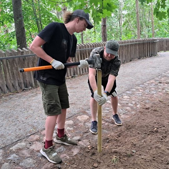 Du vyrai įkala medinį kuolą į žemę miško take. Vienas iš jų laiko kuolą, o kitas smogia į jį kūju. Aplink žalia augmenija, medinis tvorelės barjeras ir akmenimis grįstas takas rodo, kad darbai vyksta istoriniame objekte.
