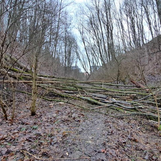 Paguldytas medis Didžiojoje griovoje.