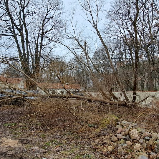 Nufotografuotas nuvirtęs medis Kirdiejų rūmų kieme iš šono.