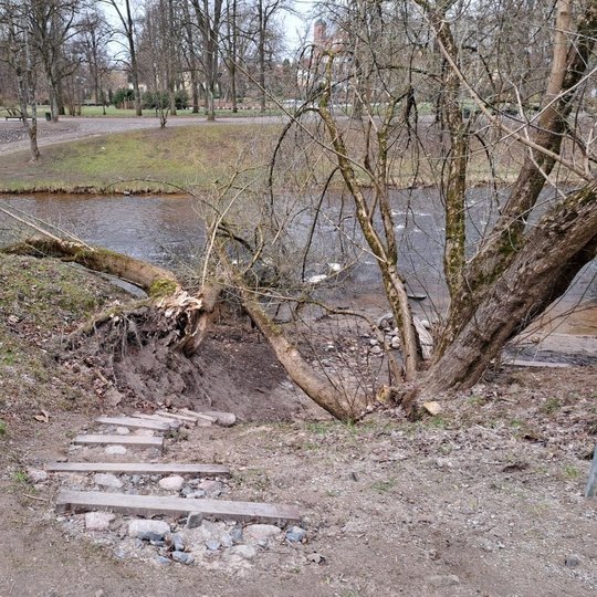 Pavojingai nuvirtęs medis prie maudyklos laiptų.