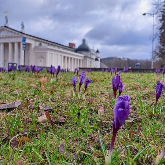 Katedros aikštės pievelėje pirmieji sužydo violetiniai krokai.