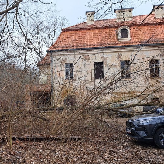 Nufotografuotas nuvirtęs medis Kirdiejų rūmų kieme iš šono.