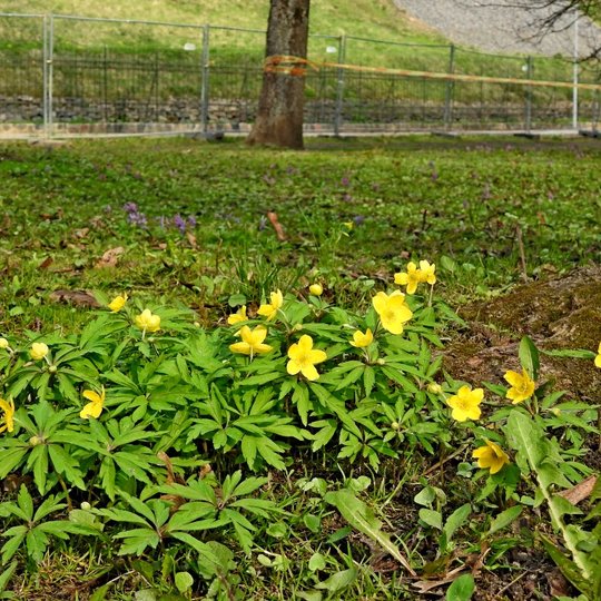 Nuotraukoje geltonžiedės plukės. Jos sužydo Pilių parko vejose.