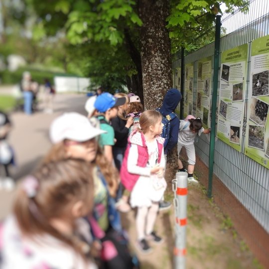 Mokinius domino stendai apie paukščius, esantys Pilių parke. Jie įdėmiai apžiūrinėjo kiekvieną paukščio fotografiją.
