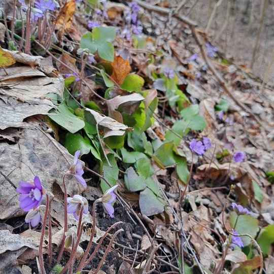 Žibutėmis nusėtas Didžiosios griovos šlaitas patvirtina, kad pavasaris jau įpusėjo.