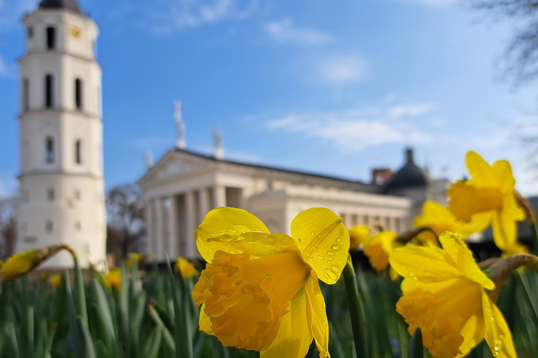 Pražydę narcizai Katedros aikštėje, pievoje, septynių šimtų metų Vilniaus gimtadieniui skirtam gėlyne.
