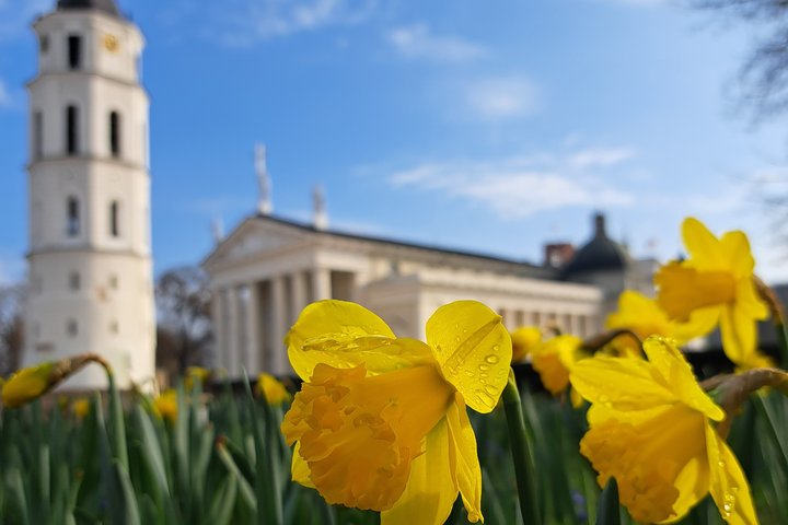 Pražydę narcizai Katedros aikštėje, pievoje, septynių šimtų metų Vilniaus gimtadieniui skirtam gėlyne.